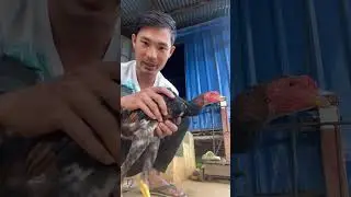 တောင်ပြောမြောက်ပြောနဲနဲပါးပါးပေါ့ဗျာ