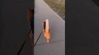 The #swagger of this #cat LOL! Strolling in #style #garfield
