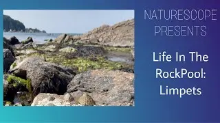 Life In The Rockpool: Limpets (Patella Vulgata, Patella Depressa & Patella Aspera)