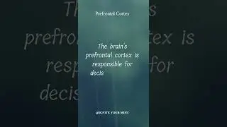 Prefrontal Cortex