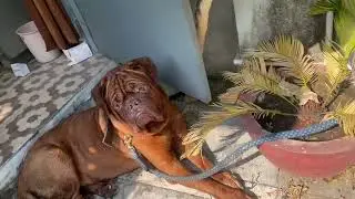 French mastiff my mastiff 💓🤩🤩🤩🌺