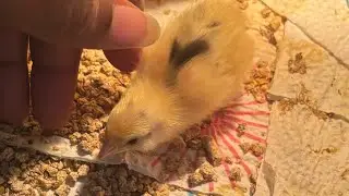 Watch our quails grow and have fun - Quail TV Ep 1 #quailfarming #quails #quail #blackfarmers
