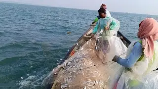 odisha fishing videos and sea fish catching 24 dec 2023