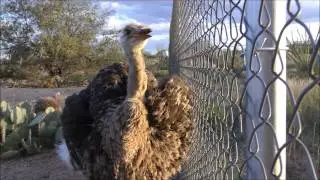 Tribute to Mormor my pet Ostrich - RIP