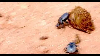 Dung beetles rolling rhino poop at high speed.