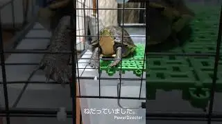 アンボイナハコガメにカエルのおこぼれ　#カメ飼育