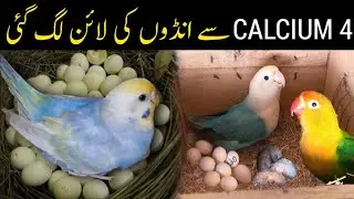 Top 4 calcium sources for budgies & Love birds 4X Breeding Success with natural Remedies