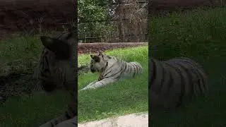 White Tiger  #WhiteTigerMagic #TigerHabitat #ConservationEfforts #NaturePreservation #AnimalKingdom