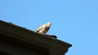 Mourning Dove Zenaida macroura - the call.