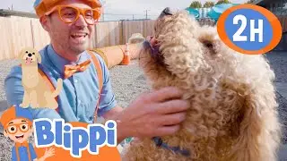 Blippi Learns to care for Pets at the Cute Animals in the Shelter | Educational Videos for Kids