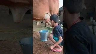 choti choti gaiya ttruyg vh #love #song #funny fgg