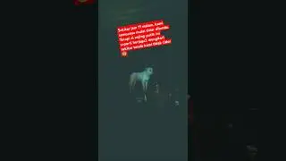 Pendakian horor anjing putih gunung salak ditengah malam 😰 #seram #hantu #horrorstory #gunungsalak