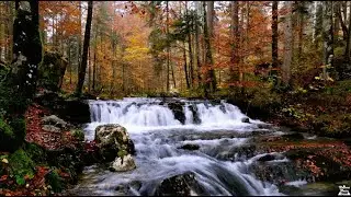 When the Forest Breathes in Silence