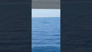 Dolphin Watching at Bais Sandbar | Ressa Angela