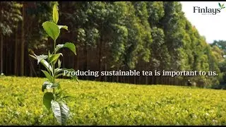 Finlays Sustainable Future: Land Stewardship