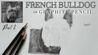 How to Draw a French Bulldog in Graphite Pencil - pt 2 - Ears | Real Time Tutorial 