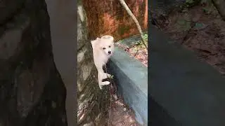 Enniku sunlight isthamalla #phonk #music #appus #puppy #dogshorts