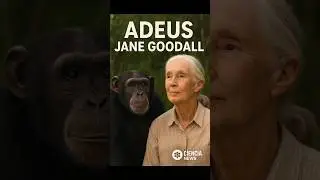 Adeus a Jane Goodall: A Cientista que Revelou a Alma dos Chimpanz&eacute;s