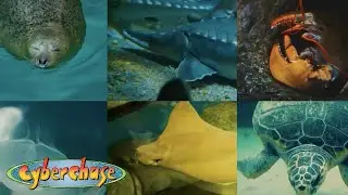 Cyberchase: For Real | Learn About Sea Turtles, River Otters, and More!