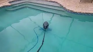 Dead Algae Removal from Large Pool