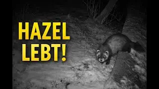 Hazel lebt! Erfolgreiche Iltis Auswilderung best&auml;tigt