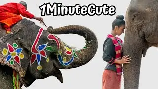 Elephants in Culture: Sacred Symbols, Legends & Their Impact on Humanity