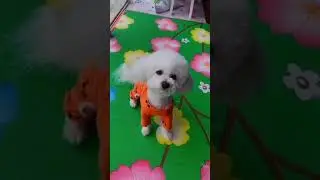 Cute Puppy lovely  Care #short #2852