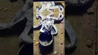 Octopus at Liverpool World Museum