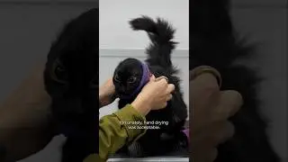 The Void = The Ultimate Cat