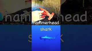 Learn Sea Animal Names for Babies Toddlers Kids: Shark Turtle Hammerhead Penguin #SpringOnYouTube