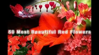 50 Most Beautiful Red Flowers from Around the World - Part 01 #flowers #red #world