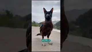 TOP 5 Scariest Animal Sounds in the world 😱 #animals #facts #shorts