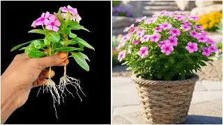 Discover how to grow periwinkle by stems | Quick & effective guide