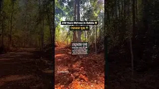 This is a sacred tree situated at Similipal forest range, Odisha. It&rsquo;s age 340 years(approx) #viral