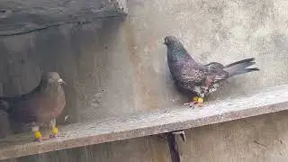 PURE LAL AMBALSIRE /CHAPDAAR HIGH FLYER BREEDING PAIR FOR SALE 3/12/2025