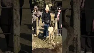 Nara Deer Slow Motion スローモーション