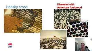 Belinda O'Rourke EMAI/NSW DPI - Bee disease diagnostics & research