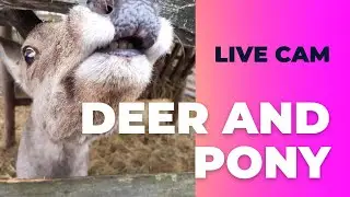 Deer and Pony live cam | Animal shelter | The life of a deer and a pony together