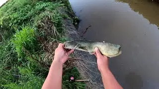スレきった激タフのドブで釣れたナマズがおかしい