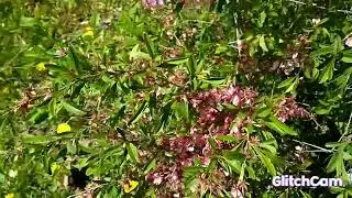 flowering trees. spring forest walk цветущие деревья весенний лес прогулка