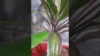 Cordyline fruticosa