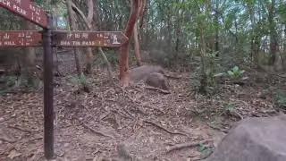 行山篇 - 2026年1月1號上獅子山睇日出 Hiking - New Year’s Day Hike to Lion Rock for Sunrise 2026