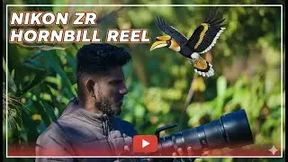 Capturing the Majestic Bird's with The NIKON ZR (4K)