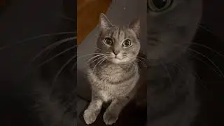 🐾 Laugh-Out-Loud Cat Compilation 😹 Cute & Funny Cat Moments You&rsquo;ll Love #catvideos