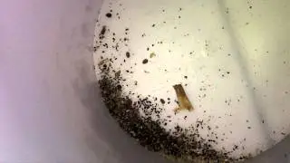 A look at how i keep my dubia's and how i feed my dragon #2 (how to sort out the dubia's)