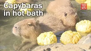Capybaras enjoy hot bath