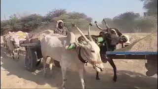 fully loaded sand hallikar bulls
