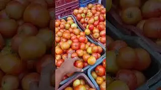 # Aaj mircha gobhi bhindi karela mahanga aur aage sabjiyon ka rate dekhiae 🍅 gandai Mandi k: c: g