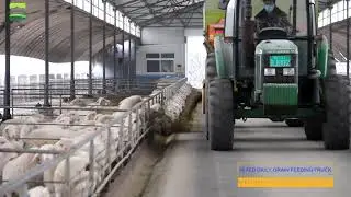 GREAT FARM 'SHEEP FARMING' PROJECTS