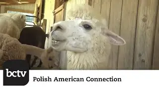 Bent Limb Alpaca Farm | Polish American Connection